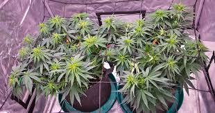 High-Quality Weed Seeds for Sale Cultivate Your Dreams High-Quality Weed Seeds for Sale Cultivate Your Dreams