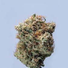 High-Quality Weed Seeds for Sale Cultivate Your Dreams High-Quality Weed Seeds for Sale Cultivate Your Dreams